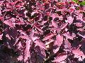 Merlot Coleus / Solenostemon scutellarioides 